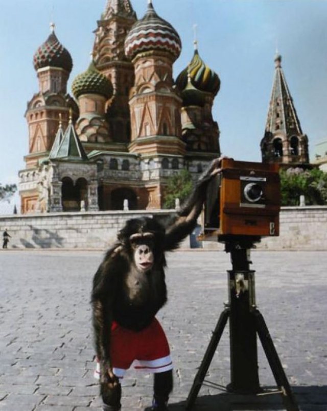 3. Шимпанзе в цирке. На фото - шимпанзе Микки, которого Виталий Комар и Александр Меламид учили делать фотографии на Красной площади.