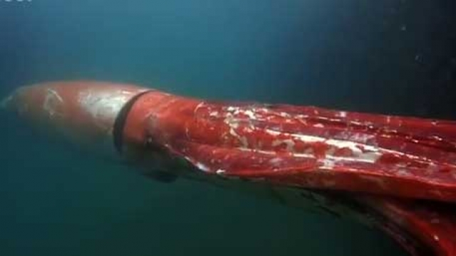 Гигантский кальмар также встретился и японскому рыбаку у побережья Японского моря в заливе Тоями. Мужчина не испугался и даже снял морского монстра на видео .