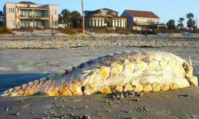 8. Монстр с Фолли-Бич  На пляж Фолли-Бич в штате Южная Каролина (США) в 2012 году вынесло необычного морского "монстра" гигантских размеров и с массивными костяными "щитками" вдоль боков - как у динозавра. 