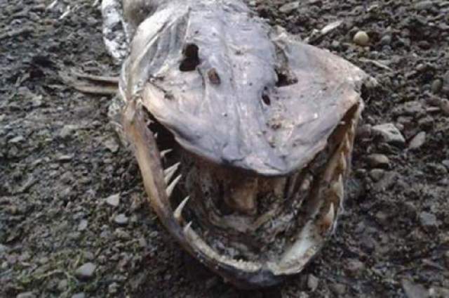 Довольно страшное чудовище было выброшено на берег тихого озера Холлингворт в английском Рочдейле. Говорят, оно было чуть более пяти фунтов в длину, с огромной пасть/, полной невероятно острых зубов. Пара, которая наткнулась на существо, сначала думала, что это крокодил. Позже решили, что это не более чем странная щука, которая выросла чуть более, чем обычно. 