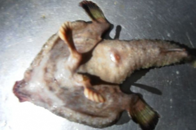 На Карибах рыбаки поймали "пришельца с человеческим носом". Странную рыбу с "ногами, пальцами и носом, похожим на человеческий" жители карибского острова Карриаку окрестили мутантом или "пришельцем из фильма ужасов".