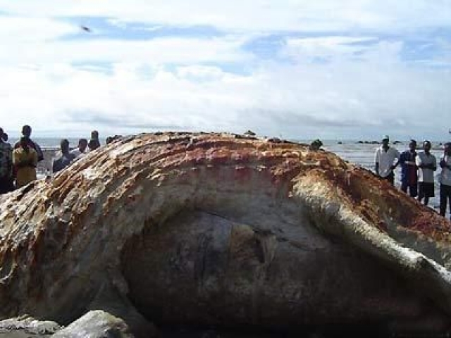 На побережье Гвинеи в западной Африке на отмели также обнаружили огромное неизвестное животное.