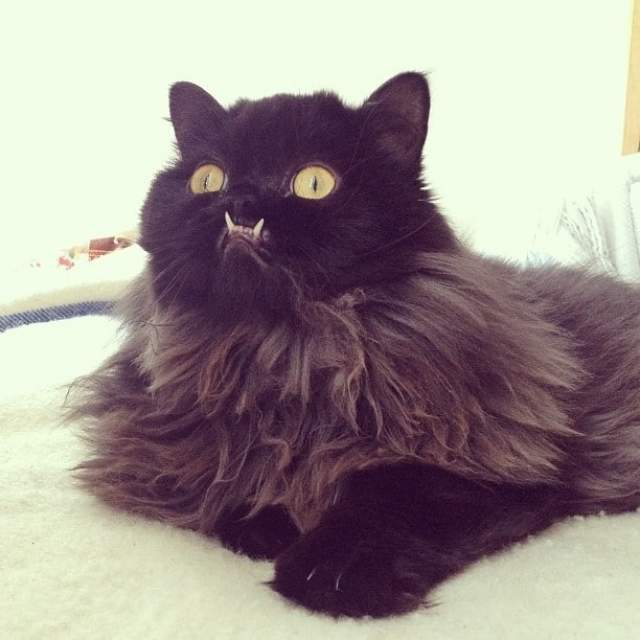 Кошка со странным именем Принцесса Монстр-трак появилась на свет с пугающим дефектом нижней челюсти.