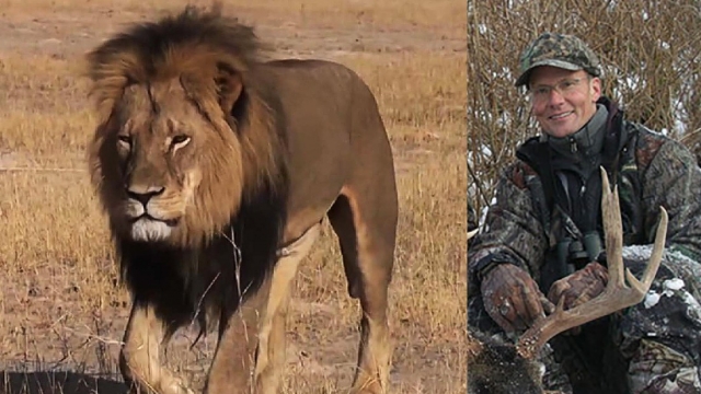 Именно в этом национальном парке американский охотник Уолтер Палмер убил знаменитого льва Сесила, который считался одним из символов Зимбабве, с помощью местных пособников. Палмера США так и не выдали правосудию Зимбабве.