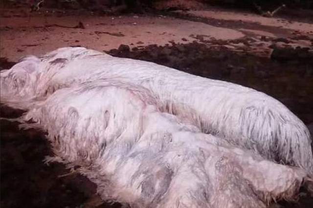 Загадочный монстр с Филлипин 24 февраля 2017 года волны моря выбросили на пляж вблизи филиппинского местечка Дингат мертвое тело гигантского волосатого чудовища неизвестной породы. Местные жители стекались на побережье поглазеть на монстра и сделать с ним селфи. 