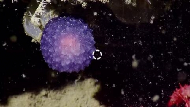 Во время плавания у побережья Калифорнии океанологи наткнулись на загадочный фиолетовый пузырь. Скорее всего, шар представляет собой ранее неизвестную форму жизни.