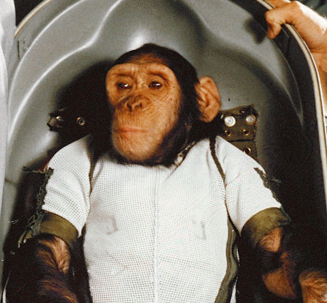 Шимпанзе Хэм , запущенный в январе 1961 года также в США.