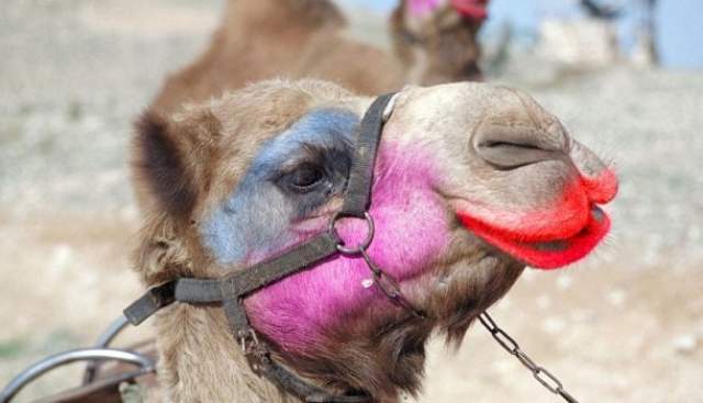 Верблюдицы. В Саудовской Аравии в начале 2018 года на международном конкурсе верблюдиц двугорбых участниц дисквалифицировали за применение ботокса.