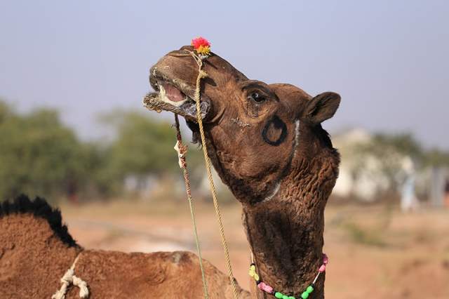 Если кого-то позабавило столь несерьезное мероприятие, то следующая информация мигом развеет это впечатление. Конкурс на самую красивую верблюдицу проходит в рамках традиционного фестиваля имени короля Абдель Азиза. 