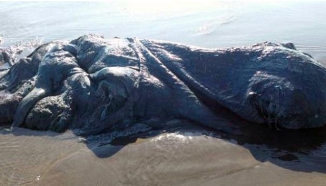 Четырехметрового морского монстра вынесло на берег в Мексике. Морское существо пугающего вида было найдено на пляже Бонфил-Бич в городе Акапулько.