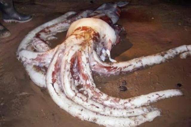 В июле 2002 года на пляже острова Тасмания был найден гигантский мертвый кальмар весом 250 килограммов. Исследовав его ткани, ученые пришли к выводу, что он жил в заливе глубиной 200 метров. Ранее считалось, что гигантские кальмары - глубоководные животные, потому происшедшее вызвало дискуссию о реальности легенд про топящих суда огромных моллюсков. 