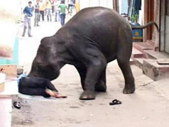На индийский город напали, опять же, слоны. В 2011 году на юге Индиисерые гиганты напали на индийский город Майсур. Один человек погиб и еще четверо получили серьезные травмы.