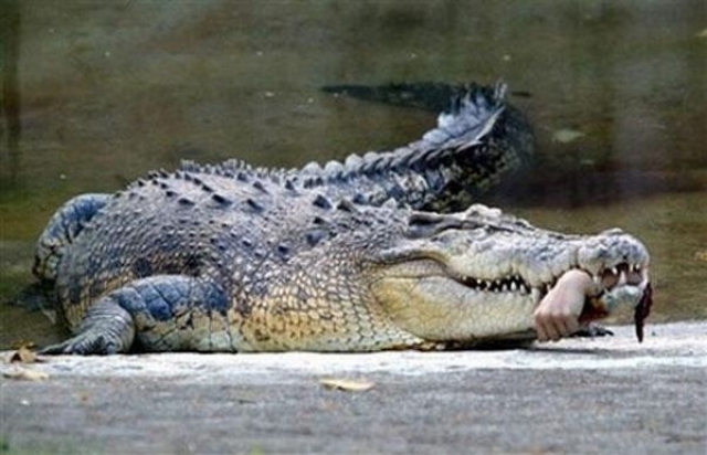 В апреле 2007 года в Тайване в зоопарке Shou Shan Zoo жертвой заболевшего крокодила стал ветеринар, собиравшийся сделать ему обезболивающий укол: хищник просто-напросто откусил руку несчастному.