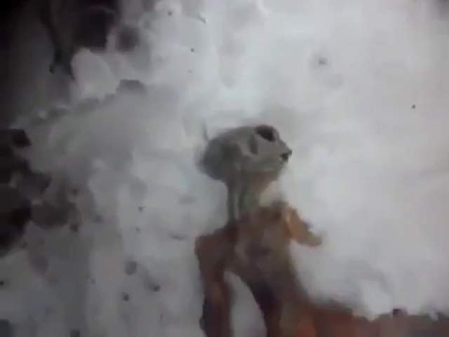 Сибирский инопланетянин. В апреле 2011-го года на YouTube появилось видео из сибирского города Иркутска, на котором, казалось, было тело инопланетянина в снегу. Оператор изучает странную находку и рассказывает, как тело нашла его собака. 