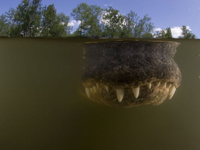 Аллигатор в мутной воде, Биг-Сайпресс, штат Флорида. Doug Perrine, Nature Picture Library/Corbis