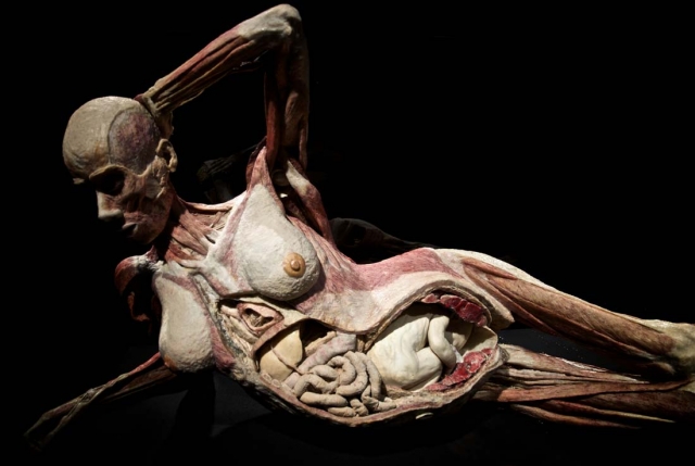 Самым скандальным экспонатом выставки стало тело беременной женщины, тело которой представлено так, что в матке виден семимесячный зародыш.