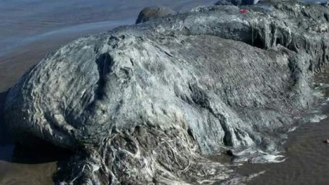 В марте 2016 года на пляже Бонфил-Бич города Акапулько (Мексика) нашли вот такого 4-метрового лобстера. Неизвестное погибшее животное было ни на что не похоже и даже ученые не смогли по внешним признакам определить, к какому виду оно принадлежит. На берег, видимо, это существо попало с сильным течением, затем недолго полежало на солнце и погибло. Есть предположения, что это был гигантский мутировавший кальмар или осьминог. 