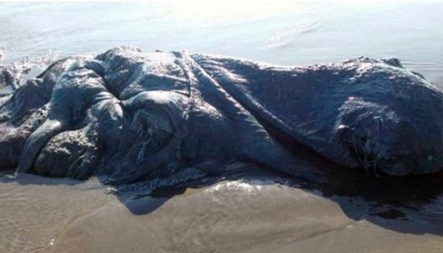 Этого четырехметрового морского монстра вынесло на берег в Мексике. Жители нашли его на пляже Бонфил-Бич в городе Акапулько.